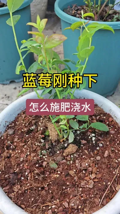 蓝莓苗种植盆栽#蓝莓苗盆栽 #蓝莓树种植方法 #种植小技巧 #蓝莓种植技术 #蓝莓树苗的种植方法