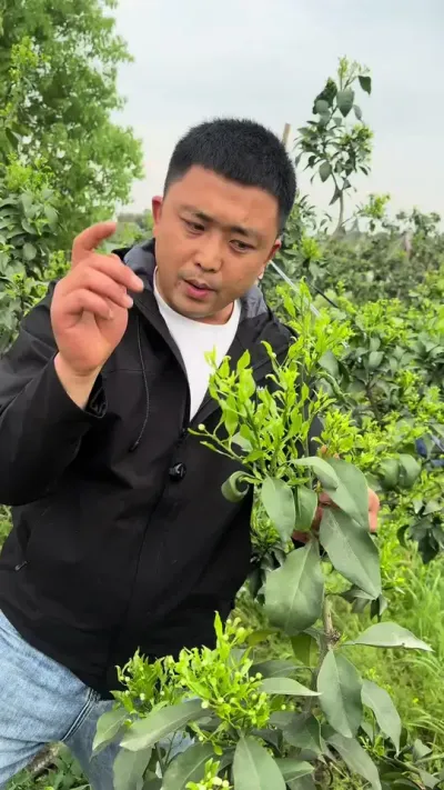 爱媛保果#柑橘种植 #关注我每天为你分享更多农业知识 #三农 #说点大实话 #果树管理