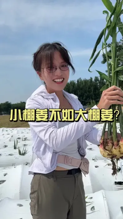 小棚姜的产量不如大棚姜吗？看看这两份姜你就知道了&hellip;&hellip;#新农人计划2025 #乡村守护人 #大姜种植 #来抖音学农技