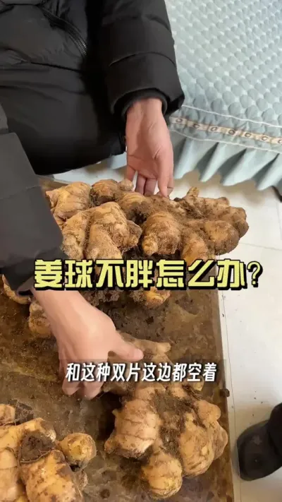 培土高度差不多，产量相差近一半！这是为啥呢？#新农人计划2025 #来抖音学农技 #乡村守护人 #大姜种植