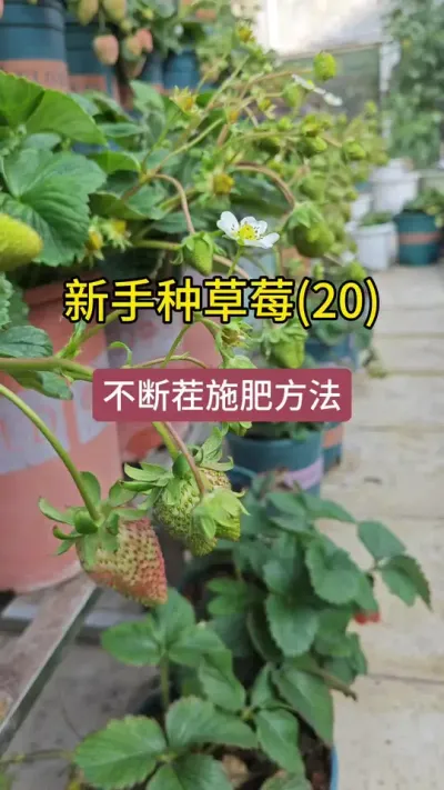 草莓种植方法全过程#草莓种植管理技术和方法 #草莓种植方法 #种草莓 #草莓生长过程 #记录我的种植生活