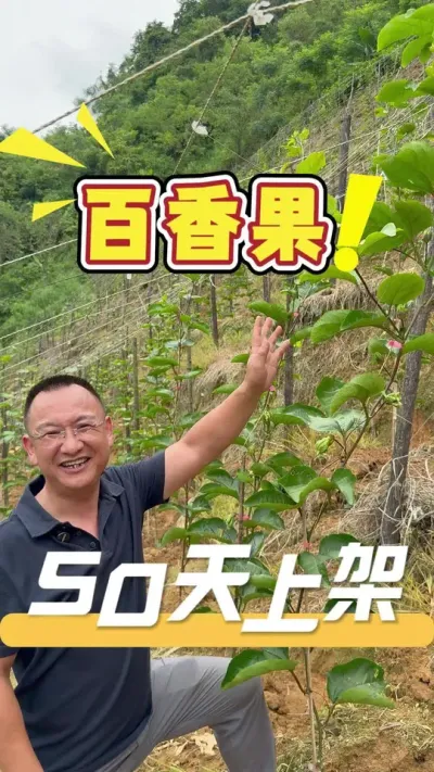 客户全程跟着我们方案走，用了一次390方案，浇了两次360，50天左右百香果苗就开花爬上架了。#百香果#农业技术推广#农业种植#三农
