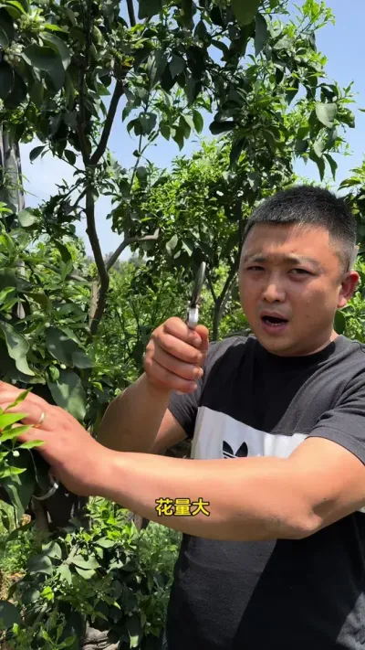 爱媛保果#柑橘种植 #关注我每天为你分享更多农业知识 #三农 #果树管理 #说点大实话