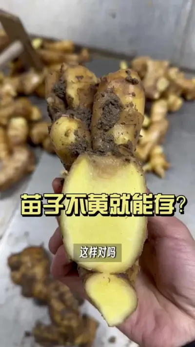 今年很多朋友看着苗子不黄就咔咔存，你看看这切面对吗？#新农人计划2025 #来抖音学农技 #大姜种植 #抖音助农