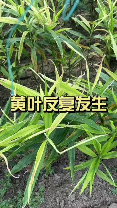 暴雨之后干尖黄叶，有的地里头芽都坏了，这种情况怎么办？#新农人计划2025#来抖音学农技 #大姜种植 #乡村守护人