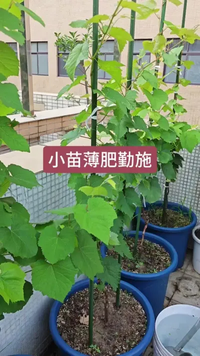 种葡萄怎么施肥，葡萄小苗怎么管理，葡萄苗的养护方法#葡萄种植 #葡萄种植技术 #盆栽葡萄 #葡萄苗 #盆栽葡萄苗
