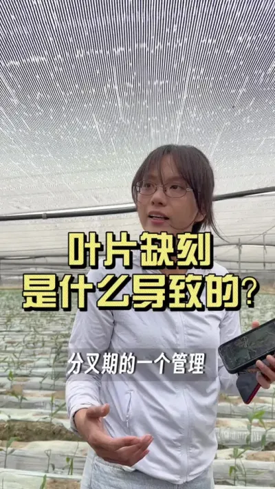 这才是真真正正的叶片缺刻，它是什么原因导致的呢？#新农人计划2025 #乡村守护人 #大姜种植 #来抖音学农技