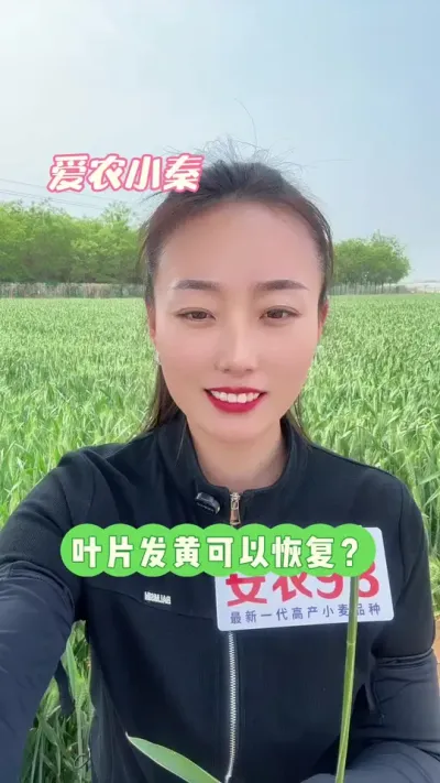 叶片发黄可以恢复吗？ 已经失绿是没法再恢复的哦！#三农 #支持三农扶持三农发展 #小麦种植 #农业技术推广 #安农98