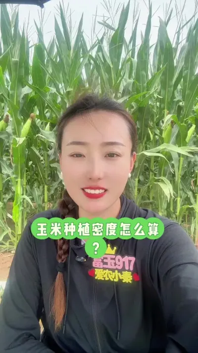 玉米种植密度怎么算 667除以港剧除以株距=亩株数#玉米种植密度 #玉米高产种植技术 #富玉917 #抖音新农人