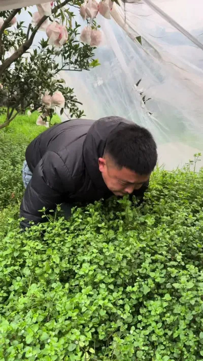 春季不要打除草剂#关注我每天为你分享更多农业知识 #柑橘种植 #三农 #果园管理