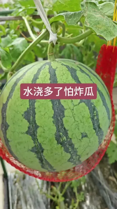 楼顶种西瓜怎么浇水，西瓜的种植方法，西瓜怎么浇水#盆栽西瓜 #西瓜种植 #西瓜种植方法 #西瓜浇水 #西瓜施肥