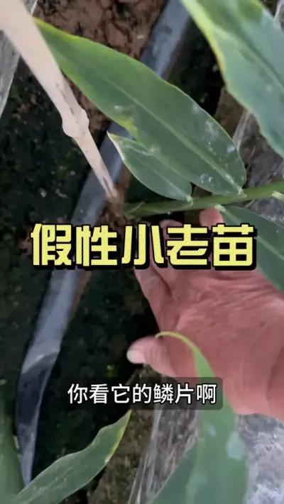 看到鳞片出现这种情况的，冲再多肥不如&hellip;&hellip;#新农人计划2025 #乡村生活家 #大姜种植 #来抖音学农技