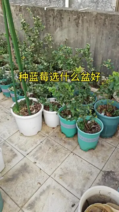 种蓝莓用什么盆好#蓝莓苗盆栽 #蓝莓种植 #蓝莓种植方法和注意事项 #记录我的种植生活 #蓝莓树种植方法