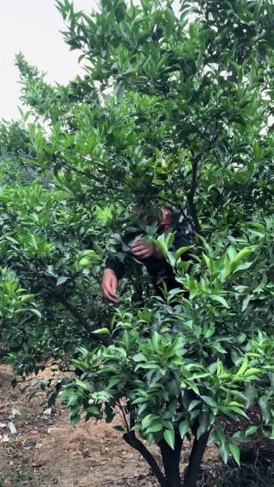 你疏果了吗#三农 #果园生活 #柑橘种植