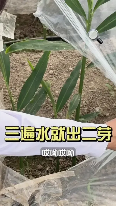 今年我们在安徽，发展公司+农户都形式、发展的精挑万选的&ldquo;金昌一号&rdquo;，品牌老面姜姜种。姜叶片宽、分枝快，姜球大，长势均匀。这是5月18号地头拍摄的真实视频，已经具备2个分枝，姜种长势都非常好，赛过很多8