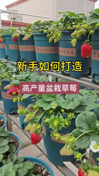 草莓苗盆栽#盆栽草莓苗 #草莓苗种苗 #草莓种植方法 #草莓种植管理技术和方法 #草莓养护方法