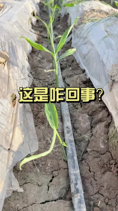 地里有这种情况的吗？知道咋回事吗？#新农人计划2025 #抖音助农 #来抖音学农技 #乡村守护人 #大姜种植