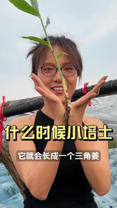 露疙瘩露到20-30%就能小培了？？不是这样的！#新农人计划2025 #乡村守护人 #大姜种植 #来抖音学农技