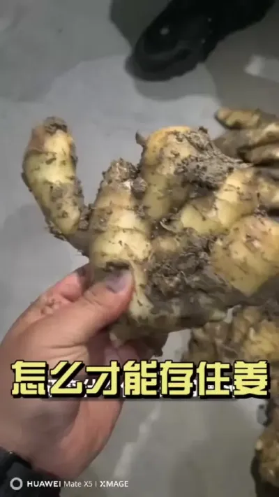 很多朋友担心今年的姜存不住，那存的住的好姜是啥样的呢？#新农人计划2025 #来抖音学农技 #乡村守护人 #大姜种植