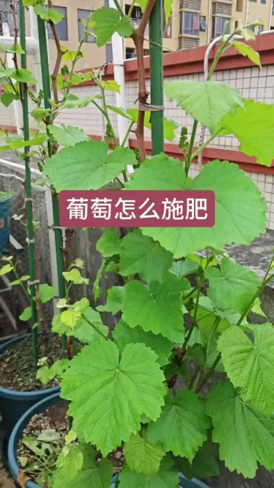 盆栽葡萄种植方法#葡萄树种植技巧 #种植小技巧 #记录我的种植生活 #葡萄种植方法 #种葡萄全过程