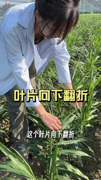 最近多地高温，姜叶出现向下翻折现象，怎么回事呢？高温天生姜管理应该注意什么？#新农人计划2025 #大姜种植 #来抖音学农技 #乡村守护人