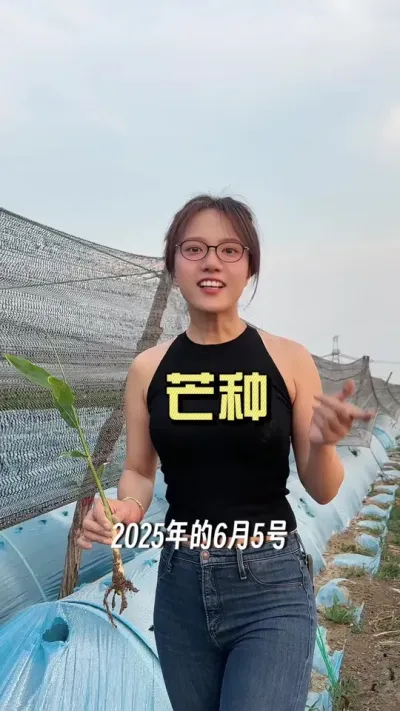 芒种，忙而不茫，祝大家收获满仓。#芒种 #新农人计划2025 #来抖音学农技 #大姜种植 #乡村守护人