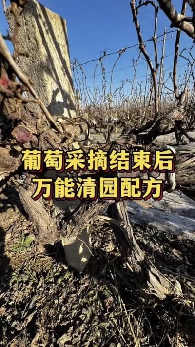葡萄采摘结束后，万能清园配方#三农 #抖音新农人 #果园管理