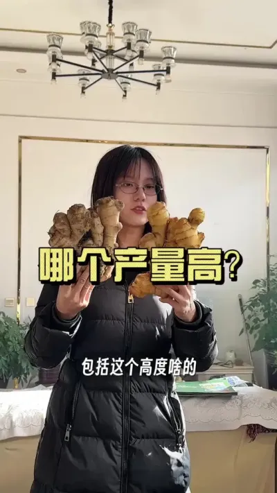 6米棚和2米棚，猜猜哪个产量高！#新农人计划2025 #来抖音学农技 #乡村守护人 #大姜种植