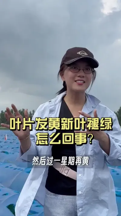 叶子黄了一遍又一遍，拿它没办法，这可不一定是缺铁，看看我们是怎么解决的！#新农人计划2025 #乡村守护人 #来抖音学农技 #大姜种植 #黄化