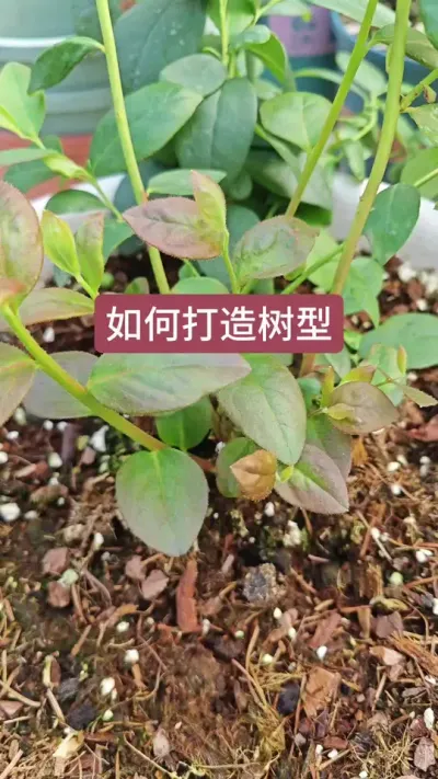 蓝莓小苗如何打造成丰产的树形，蓝莓小苗怎么养护#蓝莓种植技术 #蓝莓种植 #蓝莓苗 #盆栽蓝莓 #种植小技巧