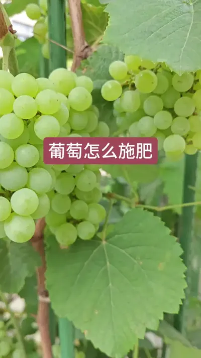 葡萄膨大用什么肥，种葡萄用什么肥，蛋白可以用在葡萄上吗#葡萄种植 #种植小技巧 #葡萄树种植技巧 #三农种植 #优质农产品