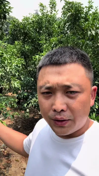 天气预报全靠蒙#三农 #柑橘种植 #搞笑