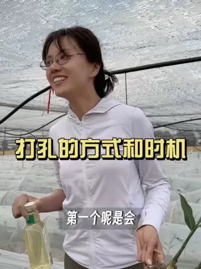 最近好多朋友问，现在姜苗顶棚了要不要掏出来。如果是一些修理过的棚，棚高度太低压断姜杆，没办法只能掏出来。但是保留棚膜的操作还是好的。 可以保护在分化的二芽、三芽。#新农人计划2025 #乡村守护人 #