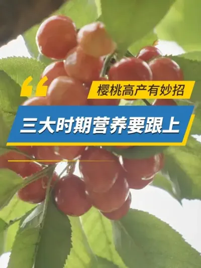 樱桃高产有妙招，三大时期营养要跟上！ #雅苒国际  #肥料  #农业种植  #大樱桃 #冬至