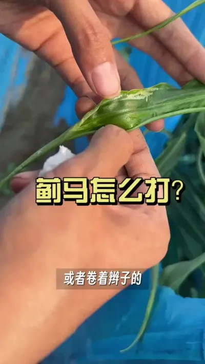 这两天姜叶上星星点点的、卷着辫子的，打开一看密密麻麻的蓟马，这种情况应该怎么处理呢？#新农人计划2025 #乡村守护人 #大姜种植 #来抖音学农技