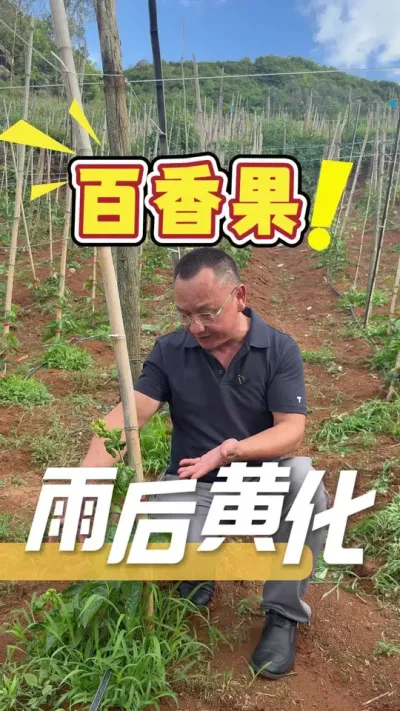 下雨过后，百香果苗出现黄化茏头问题，使用360方案修复根系，让根系恢复，从而重新让苗健康茁壮成长#百香果#农业技术推广#农业种植#三农