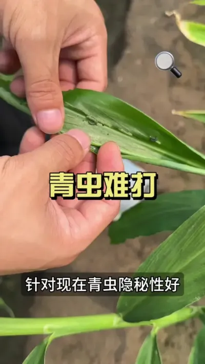 青虫一遍一遍的打不住，换个配方试试！#新农人计划2025 #来抖音学农技 #乡村守护人 #大姜种植 #青虫