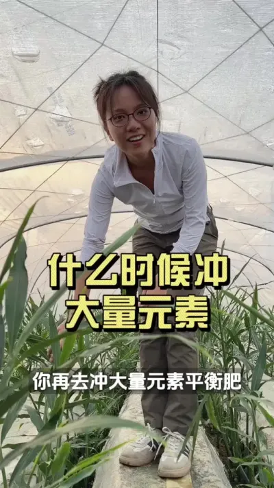 一个苗子窜高有什么意思，四个苗子一块窜高才过瘾！#新农人计划2025 #来抖音学农技 #大姜种植 #乡村守护人