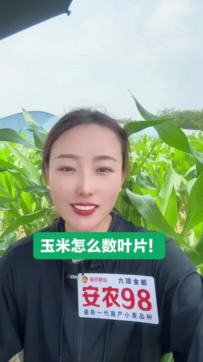 玉米叶片怎么数？ 玉米苗后管理不看高度不看时间按照叶片最不容易出问题！#三农 #抖音助农 #支持三农扶持三农发展 #玉米 #安农98