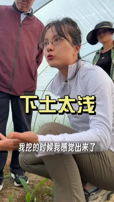 苗子起不来，弱，每个人地里问题都不一样。技术就是这样一块地一块地，磨出来的。#新农人计划2025 #来抖音学农技 #乡村生活家 #大姜种植 #抖音助农扶农