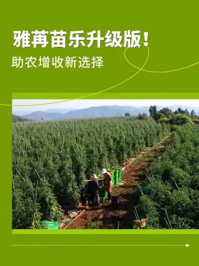 雅苒苗乐升级版，助农增收新选择 #雅苒国际 #农业种植 #肥料 #复合肥 #雅苒苗乐