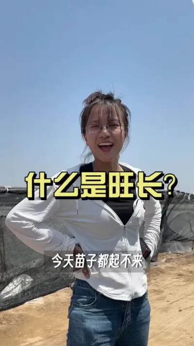 什么是旺长？苗子窜的高就是旺长了吗？#新农人计划2025 #来抖音学农技 #乡村生活家 #大姜种植