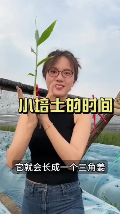 这个时候能进行小培土吗？小培土应该注意哪几个问题？#新农人计划2025 #乡村守护人 #大姜种植 #来抖音学农技