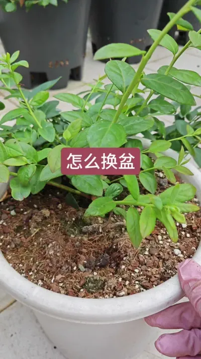 蓝莓怎么换盆，蓝莓的换盆方法#种植小技巧 #蓝莓种植 #蓝莓苗 #种蓝莓 #盆栽蓝莓