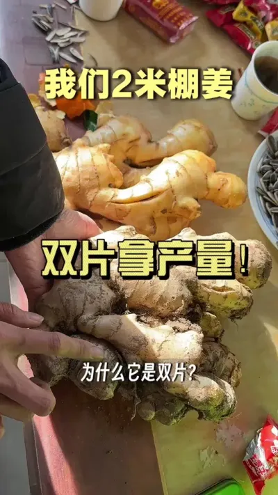 靠膨大还是靠双片拿产量？看完你就明白了&hellip;&hellip;#新农人计划2025 #来抖音学农技 #乡村守护人 #大姜种植