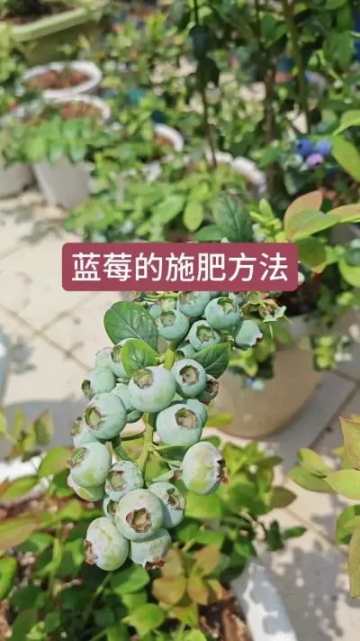 种蓝莓怎么施肥浇水，蓝莓的施肥方法#种植小技巧 #蓝莓种植 #种蓝莓 #蓝莓苗 #盆栽蓝莓