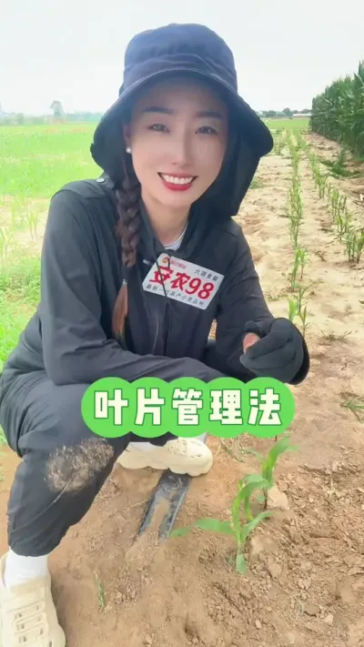玉米叶片管理法 我们的目标是，打出药效不出药害#玉米叶片怎么数 #三农 #安农98 #抖音新农人