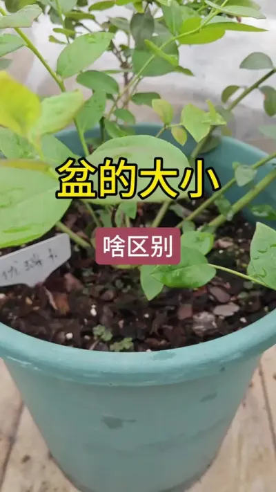 种蓝莓用多大的盆，不同的盆有什么区别#蓝莓种植 #蓝莓盆栽 #蓝莓盆 #蓝莓苗 #蓝莓