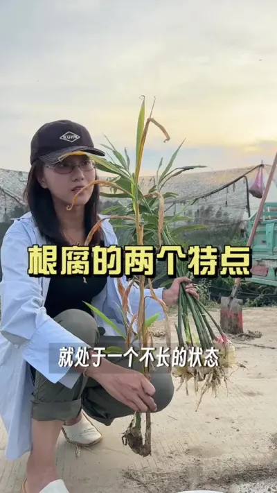 根腐的就是传染性强，好在可防可治，它最重要的是影响咱们的产量和质量，建议大家小培前一定要大面积遛根提前预防。#新农人计划2025 #大姜种植 #来抖音学农技 #乡村守护人