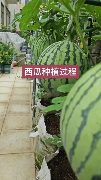 西瓜的种植过程，盆栽西瓜怎么栽种，西瓜的种植方法#盆栽西瓜的种植方法 #西瓜种植技术 #盆栽西瓜 #楼顶种西瓜 #西瓜苗